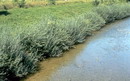 بید سرخ